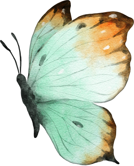 Butterfly Watercolor Illustration