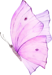 Pink  Watercolor Butterfly Illustration