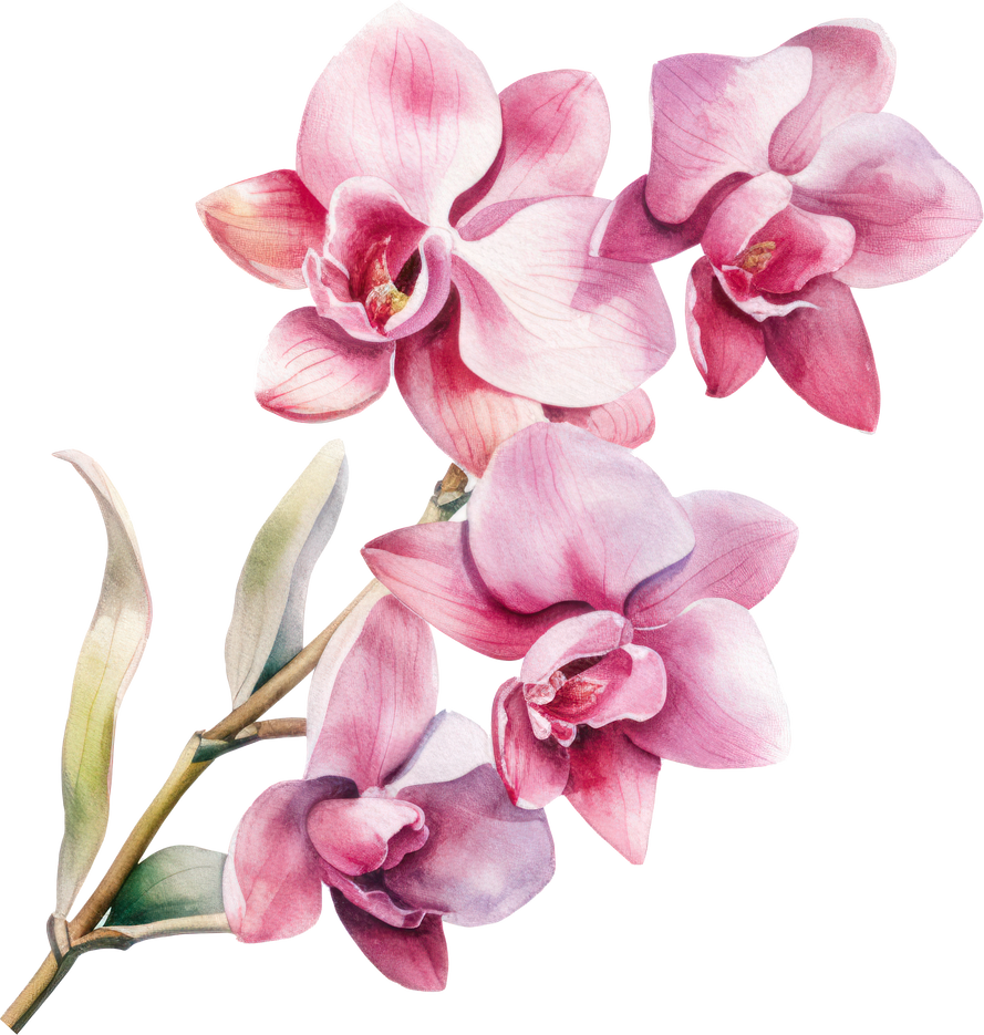 Pink Orchid flower watercolor illustration